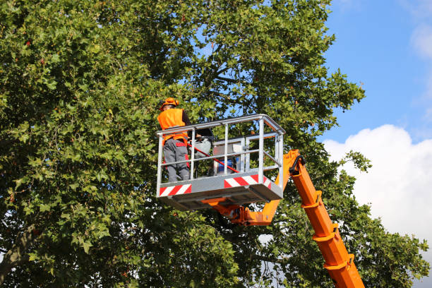 Best Stump Grinding and Removal  in Thief River Falls, MN